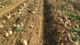 Patates hastalandı, zam yolda!