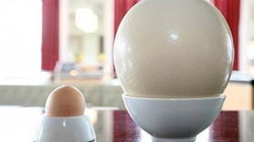 Deve kuşu yumurtasının ilginç özelliği!