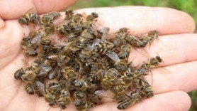 Arı ölümlerinin artması korkutuyor!