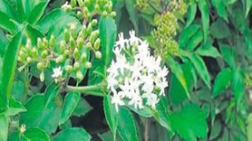 Riskli bitkilere aktar yasağı