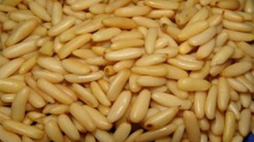 Çam fıstığı 130 liraya satılıyor ancak üreten yok!