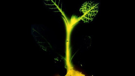 Şehirlere ağaç lambalar geliyor