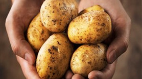 Patatesin kilosu 40 kuruşa satılıyor