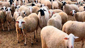 4 milyon kurbanlık Kurban Bayramı için yola çıkıyor