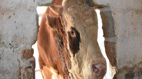 Bu damızlığın fiyatı 40 bin lira