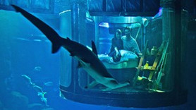Köpek balıklarıyla çevrili otel odası: Aquarium de Paris