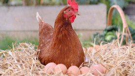 Tavuk eti ve yumurtasında üretim düşüşü