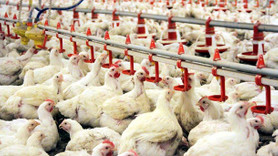 Beyaz ette kriz: 20 günlük tavuk kaldı