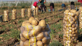 Patates fiyatına 'yazlık hasat' freni