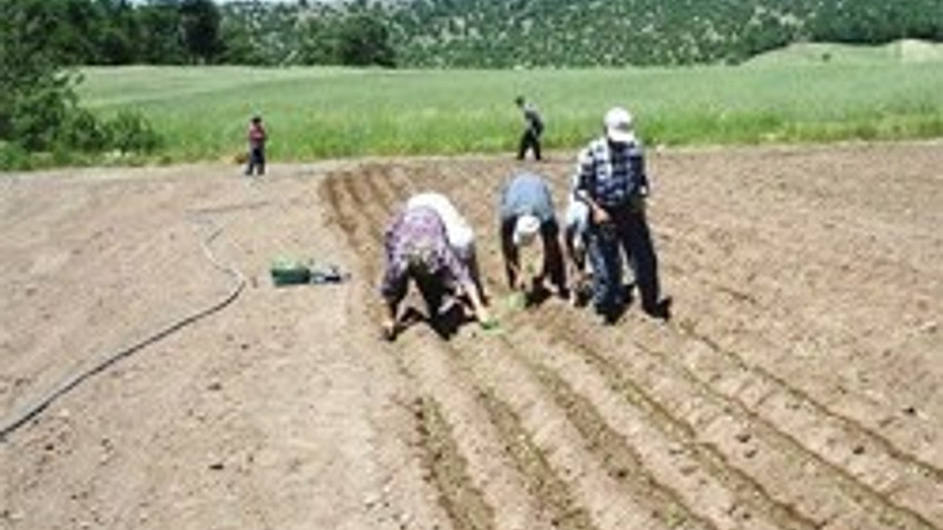 Tarım arazilerinin devrinde ‘tek mirasçı’ sistemi