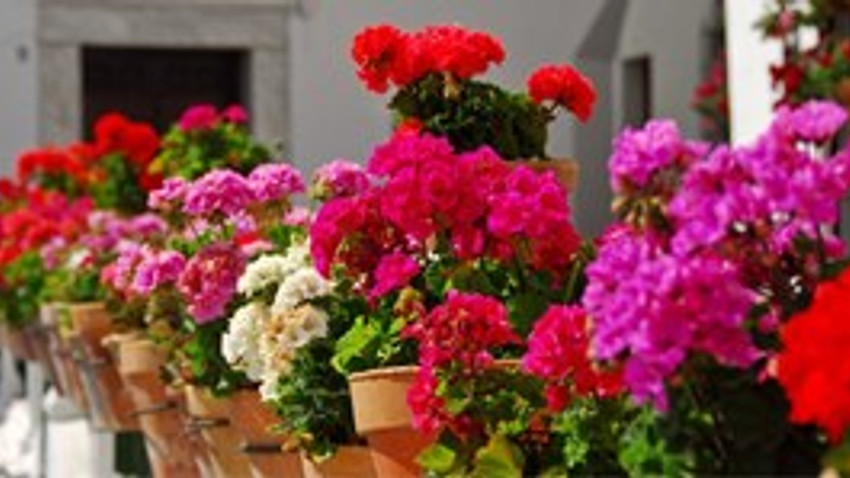 Bahçe ve balkonları çiçeklerle renklendirin!