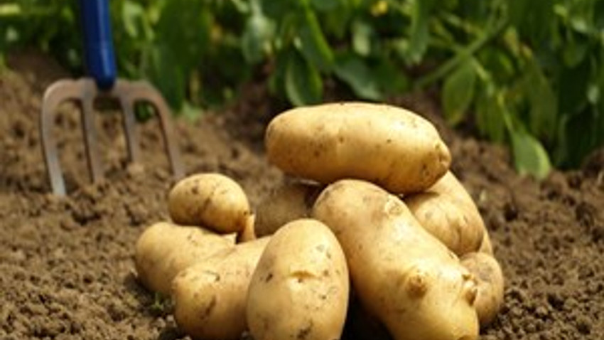 Patates üretimi ve fiyatı gayet normal