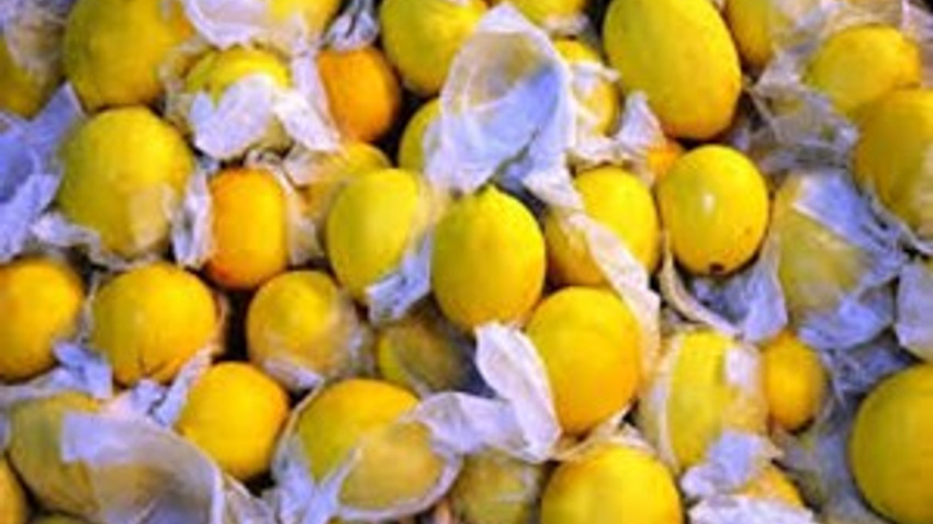 Rusya limonu bağrına bastı