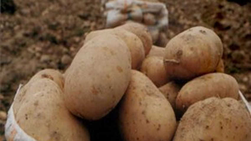 Patates fiyatına devlet müdahalesi
