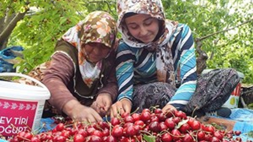 Buranın kirazı dalında ihraç ediliyor!