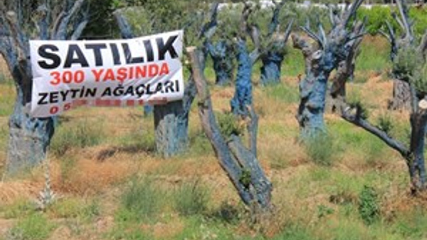 Tarihi zeytin ağaçları satılıyor!