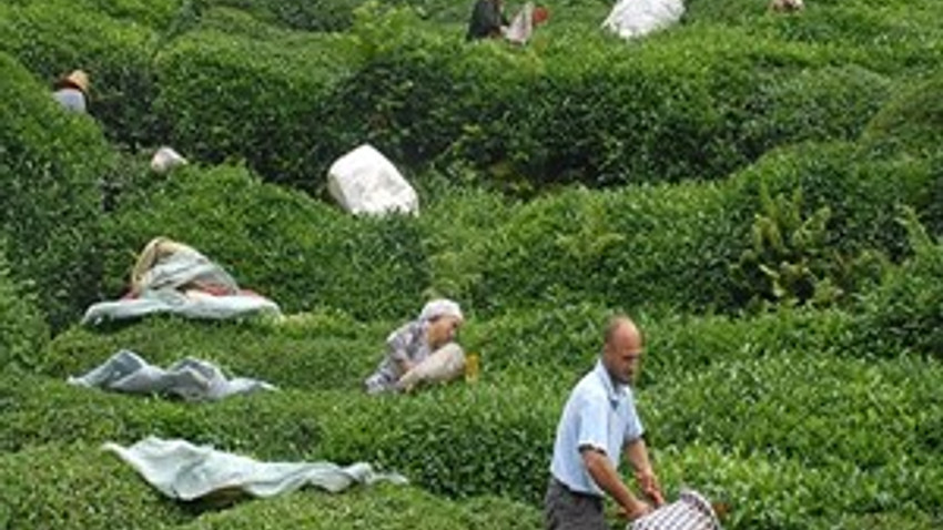 ÇAYKUR'dan çalışanlara prim sürprizi!