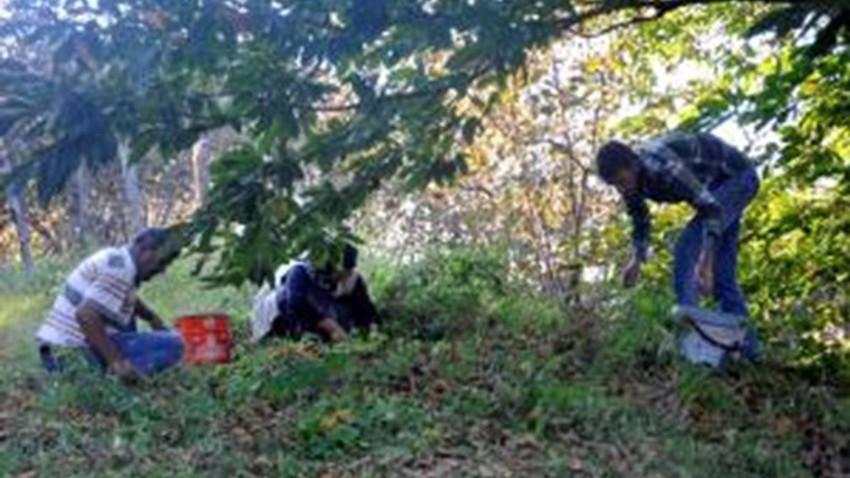 Kışın vazgeçilmezi kestane pazara indi