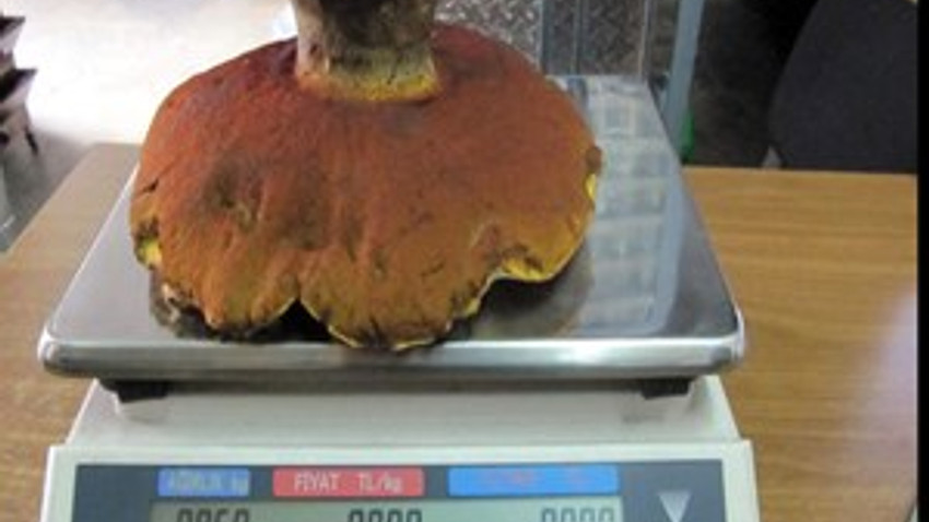 Bu mantarın kilosuna inanamayacaksınız