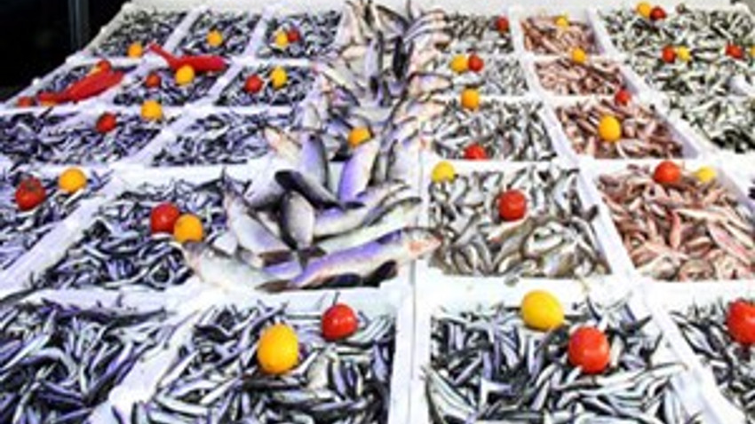 Balık fiyatları altından pahalı!