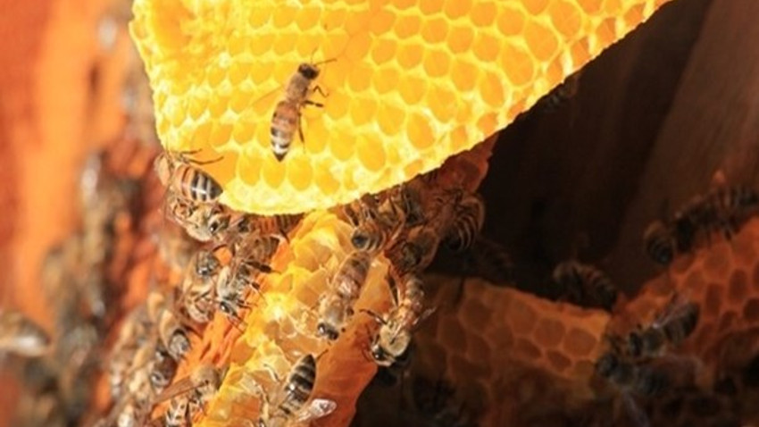 Kaçan arıların izini sürüyor! Kovanları topluyor