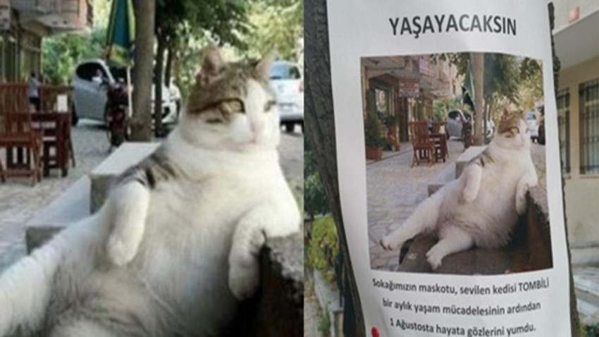 Kadıköy'ün simgesi 'Tombili' kedinin anıtı yapılacak