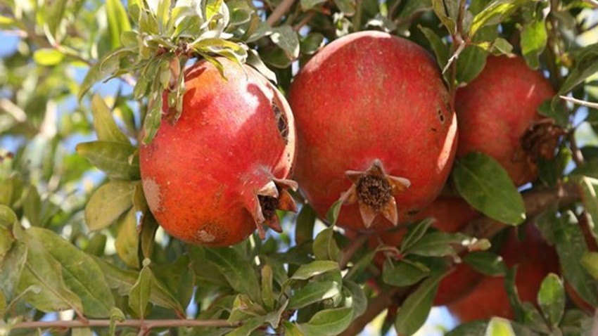 Yaş meyve sebze ihracatında artış