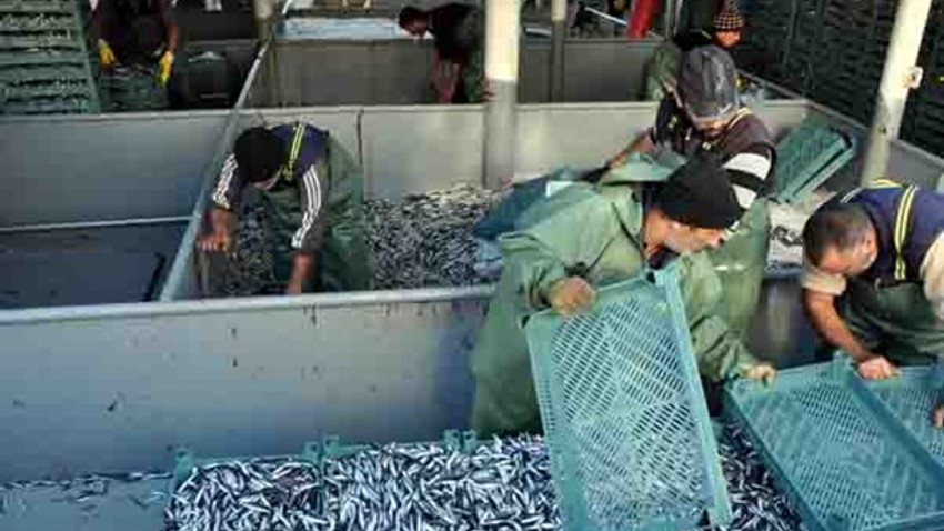 Balıkçılar 300 ton hamsi ile döndü