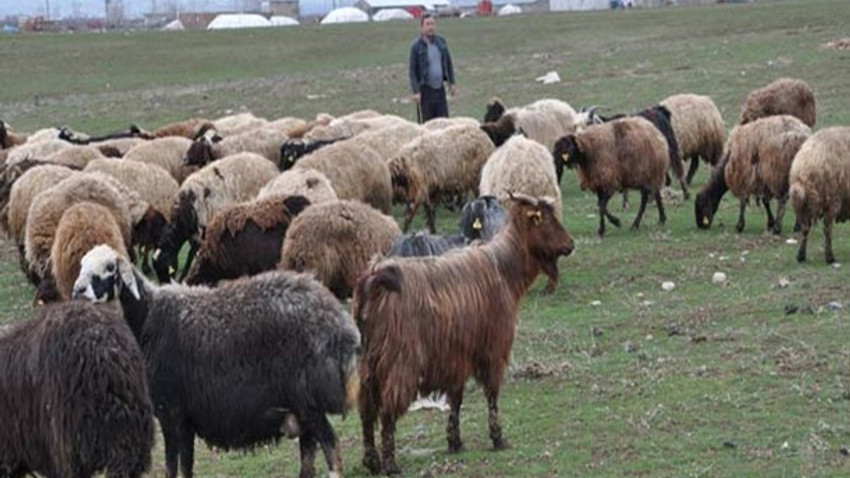 Aylık 6 bin TL maaşla çoban aranıyor