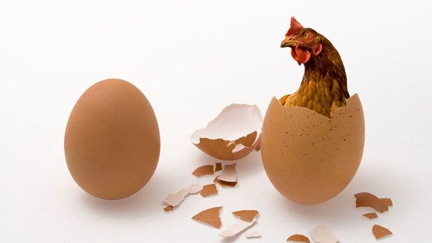Yumurta düştü tavuk çıktı