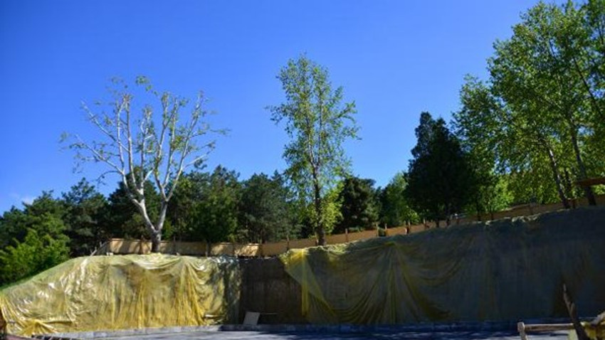 Çınar ağacı için 2,5 milyon liralık proje değişti