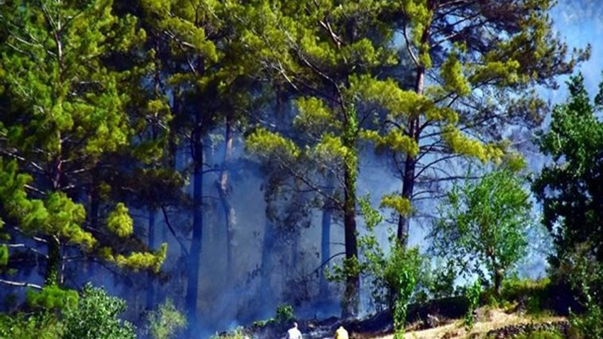 Orman yangınında 10 ev zarar gördü