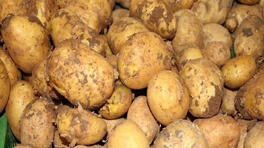 Kuzey Kıbrıs'ta patatesin kilosu 25 lira