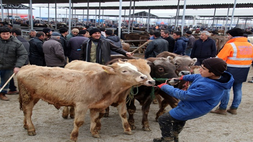 Sivas'taki şap karantinası