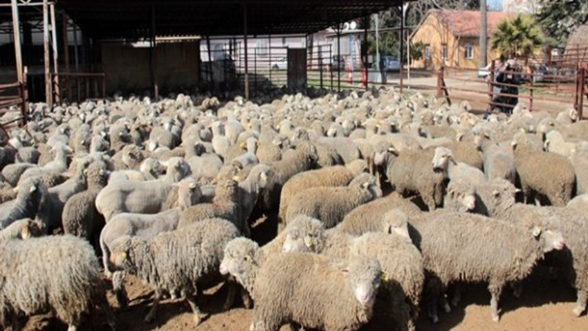 "300 koyun projesi"nde başvurular başladı