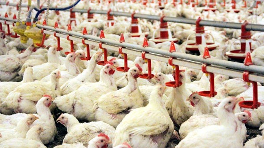 Beyaz ette kriz: 20 günlük tavuk kaldı